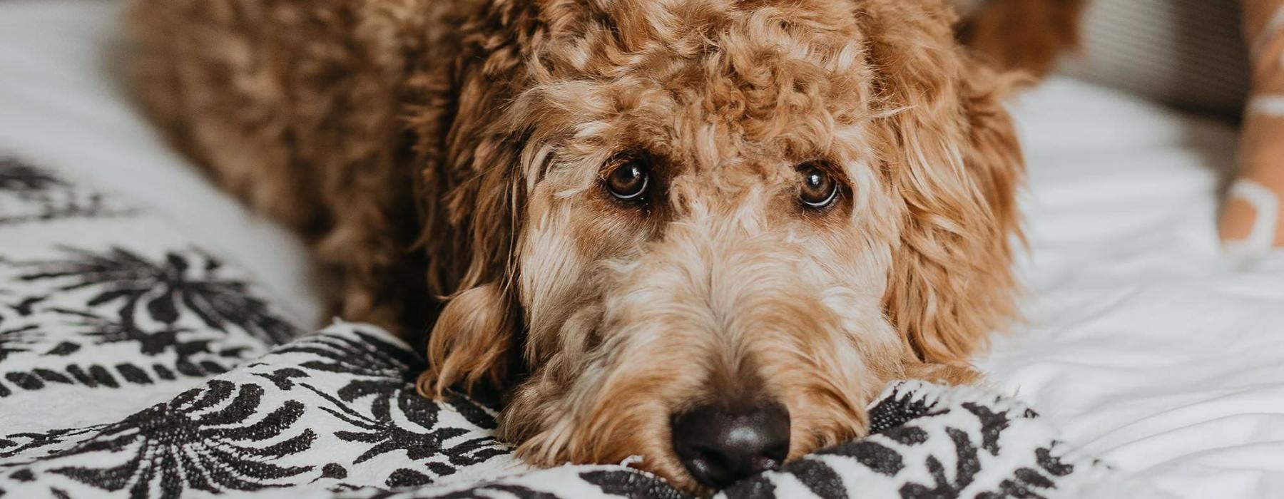 a dog lying on a bed looking